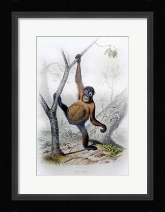 Framed Orangutan Print