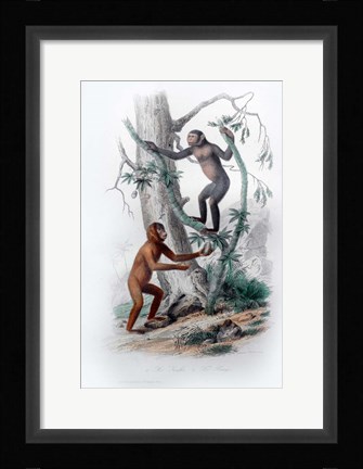 Framed Pair of Monkeys II Print