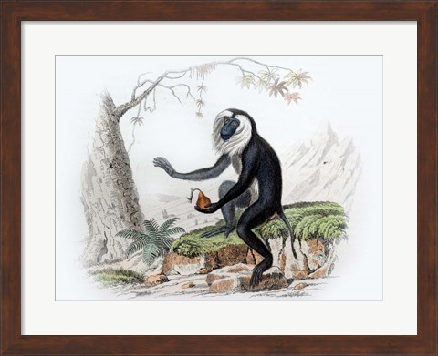 Framed Monkey III Print