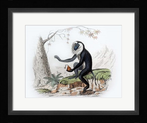 Framed Monkey III Print