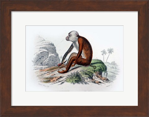 Framed Monkey IV Print
