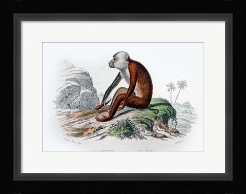 Framed Monkey IV Print