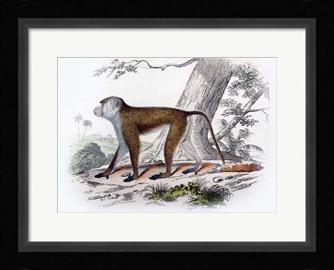 Framed Monkey V Print