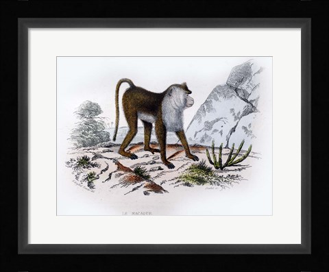 Framed Monkey VI Print