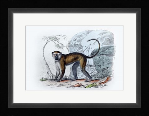 Framed Monkey VII Print