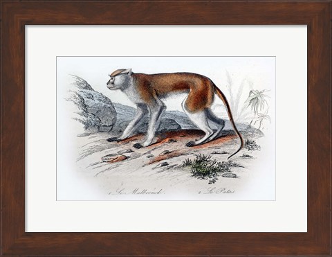 Framed Monkey VIII Print
