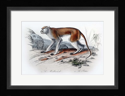 Framed Monkey VIII Print