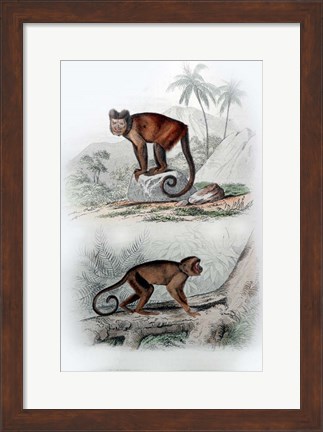 Framed Pair of Monkeys IX Print
