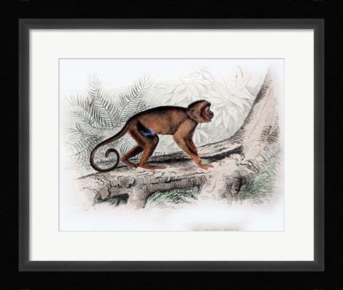 Framed Monkey X Print