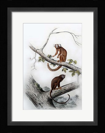 Framed Pair of Monkeys XI Print