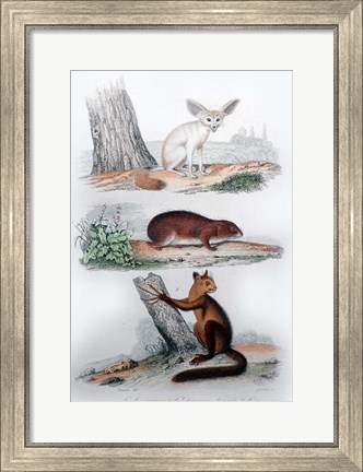 Framed Three Mammals II Print