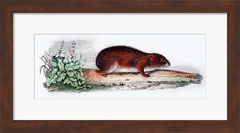 Framed Mammal VII Print