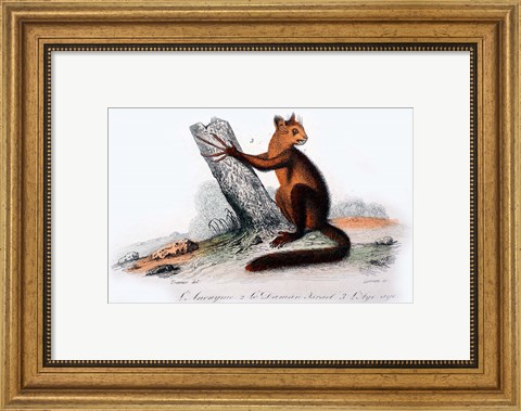 Framed Mammal VIII Print