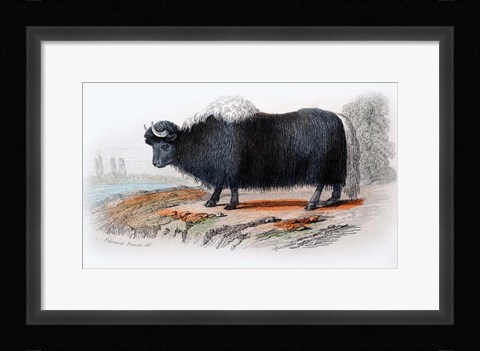 Framed Mammal IX Print