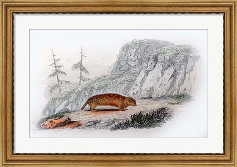 Framed Mammal XI Print