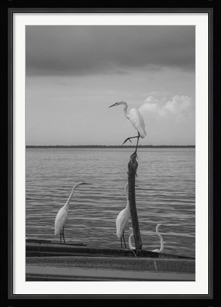 Framed Garzas-1 Print