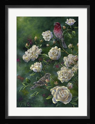 Framed Purple Finch Print