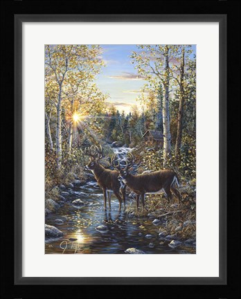 Framed Whitetail Deer Print