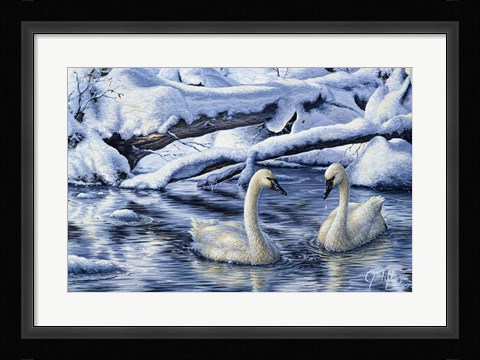 Framed Tundra Swans Print