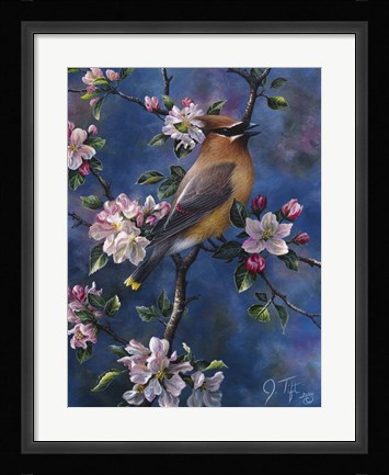 Framed Cedar Waxwing Print