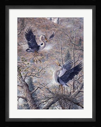 Framed Nesting Time - Great Blue Herons Print