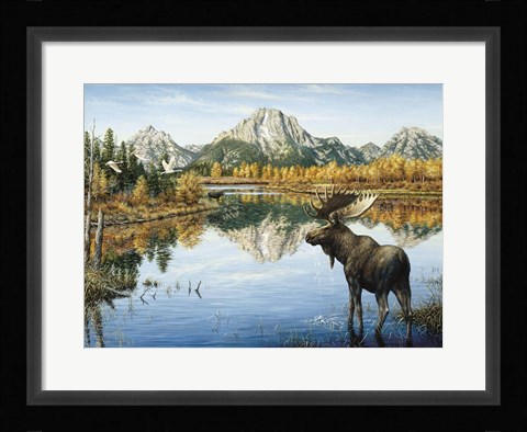 Framed Bull Moose Print