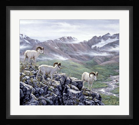 Framed Dall Sheep At Denali Print