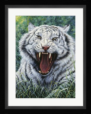 Framed White Tiger 2 Print