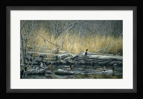 Framed Early Morning Mallards Print