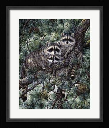 Framed Racoons Print