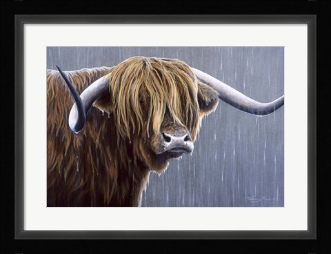 Framed Highland Bull Rainy Day Print