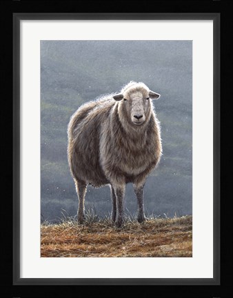 Framed Herdwick Sheep Print