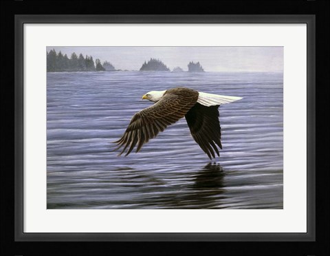 Framed Low Flight Bald Eagle Print