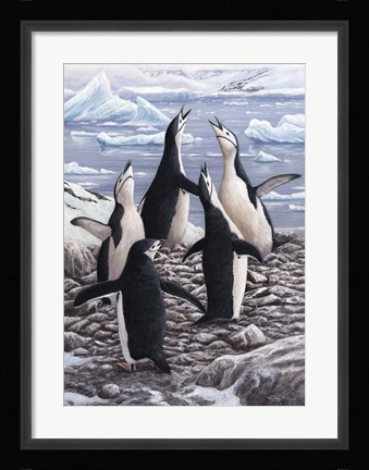 Framed Chorus Chinstrap Penguins Print
