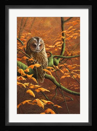 Framed Autumn Tawny Owl Print