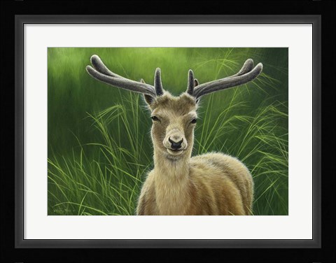 Framed Fallow Buck In Velvet Print