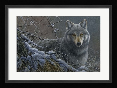 Framed Grey Wolf Print