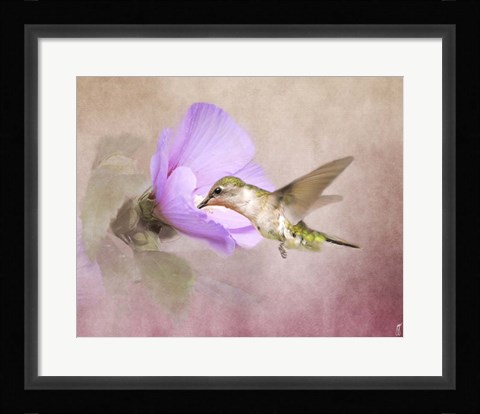 Framed Taste of Nectar Hummingbird Print