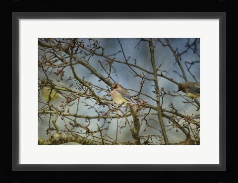 Framed Taste Of Sunshine Cedar Wax wings Print