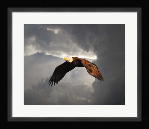Framed Above The Storm Bald Eagle Print