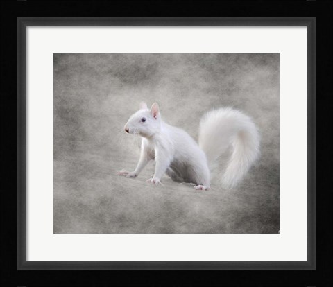 Framed Albino Squirrel Print