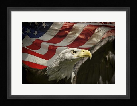 Framed American Eagle Print