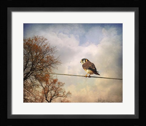 Framed American Kestrel In Autumn Print