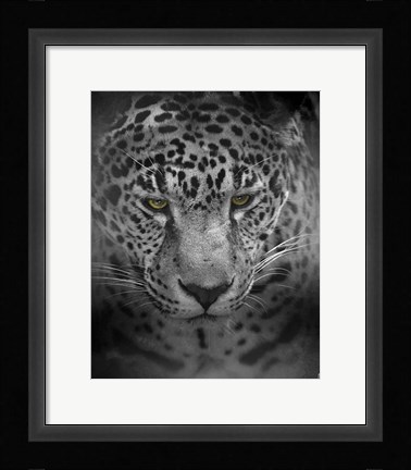 Framed Intense Stare Print