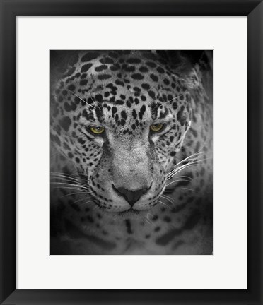 Framed Intense Stare Print