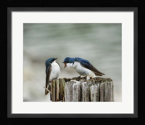 Framed Angry Swallows Print