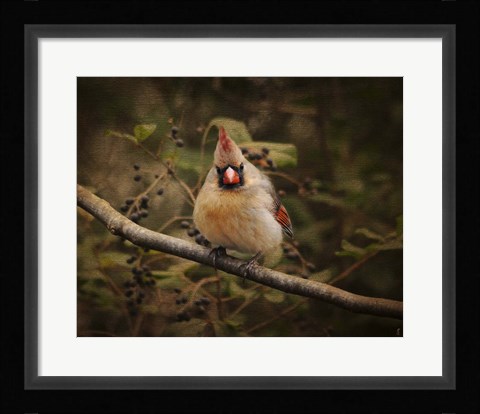 Framed Anticipating Winter Cardinal 1 Print