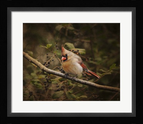 Framed Anticipating Winter Cardinal 2 Print