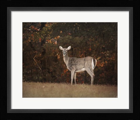 Framed Autumn Doe Print