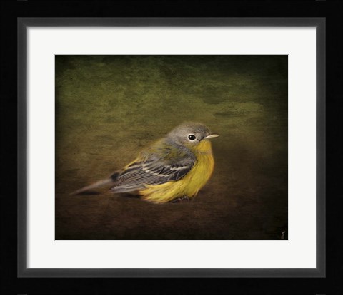 Framed Baby Warbler Print